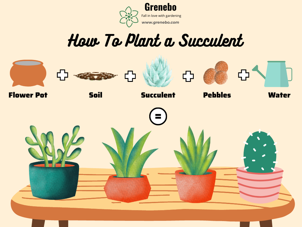Succulent Plant Growing and Caring Tips