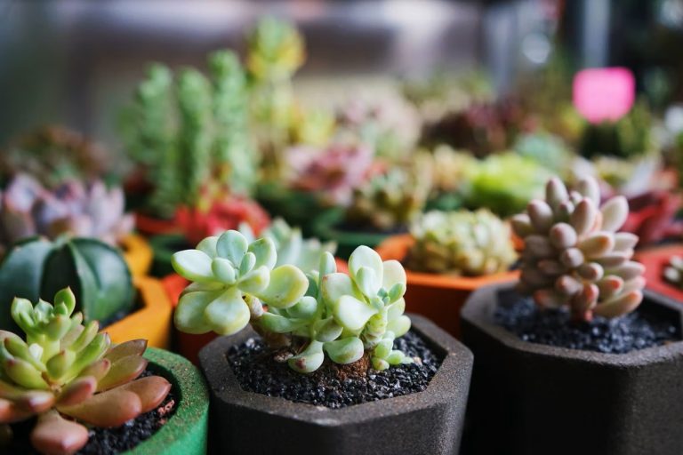 What Are Succulents and What Are Their Benefits?