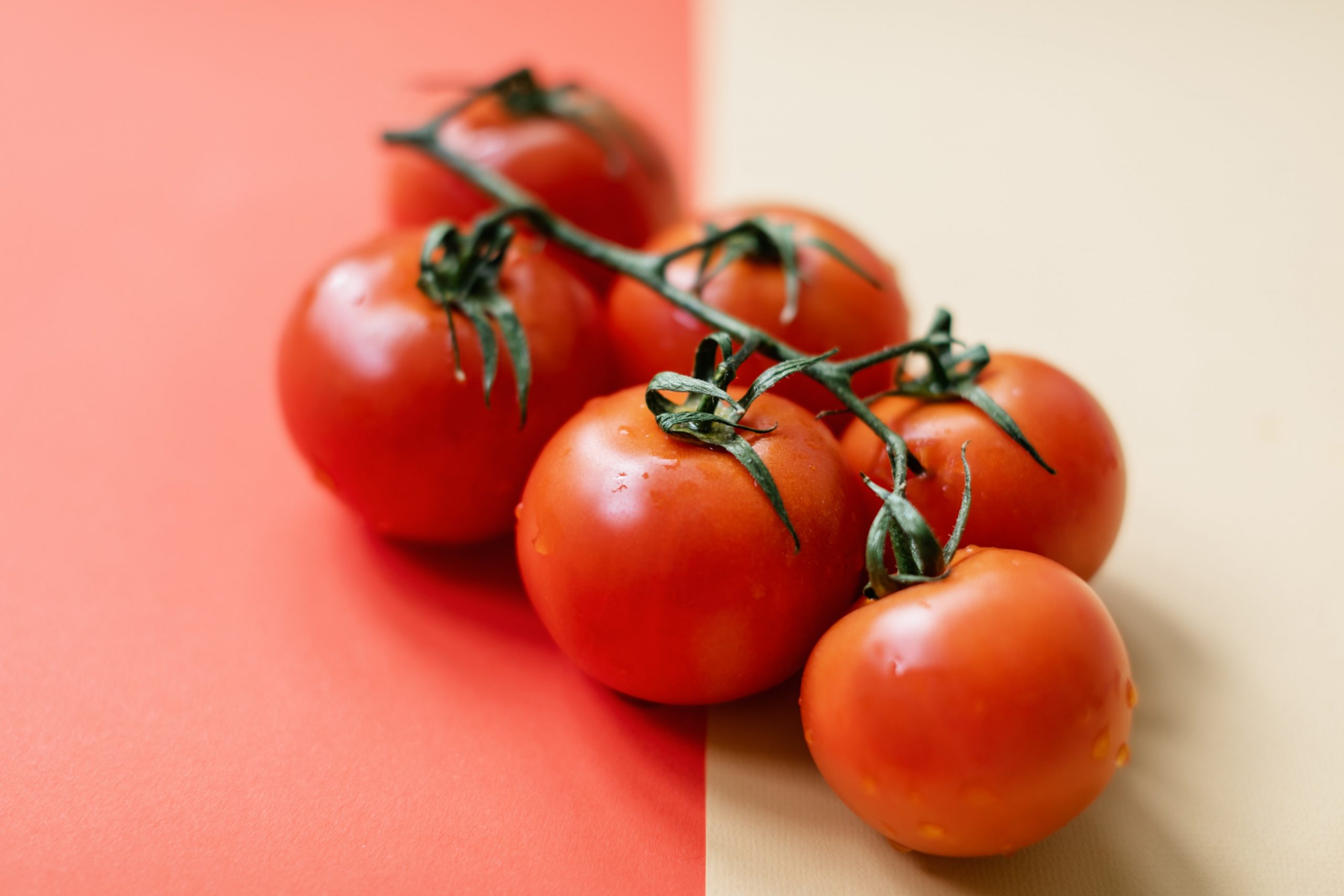 Tomato Plant Info and Care: A Blog About Caring for the Tomato Plant