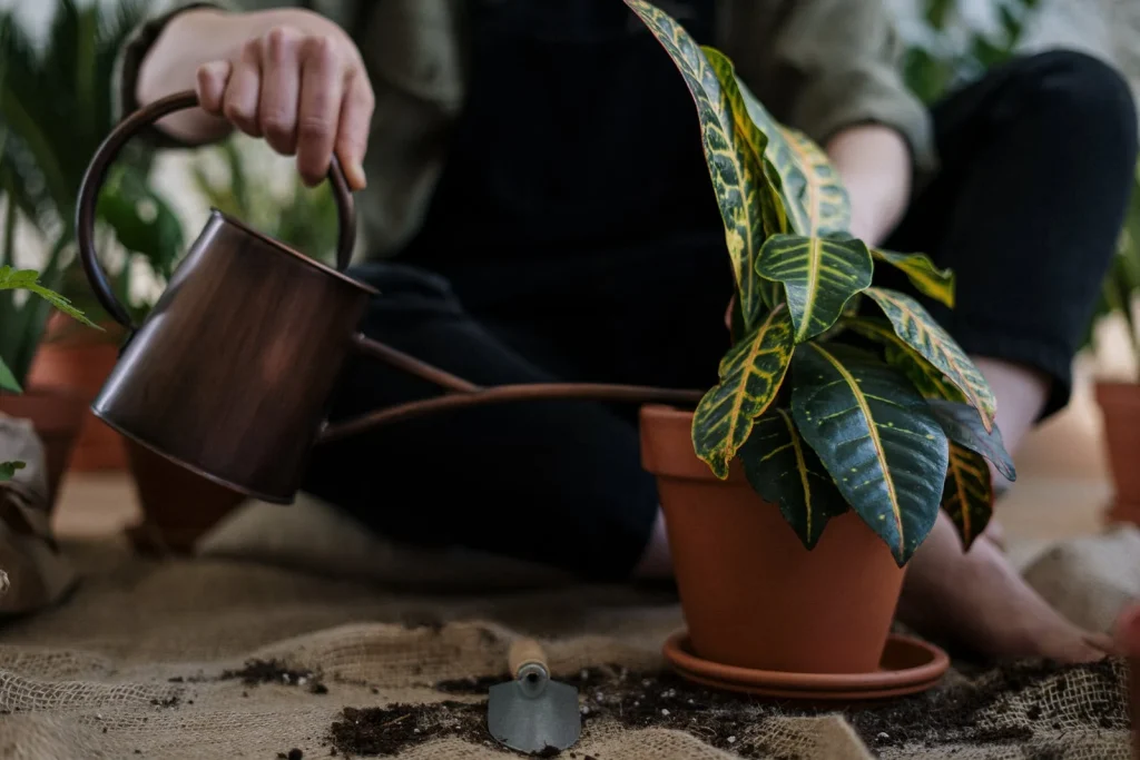 Do I Need to Replace My Potting Soil Every Year?