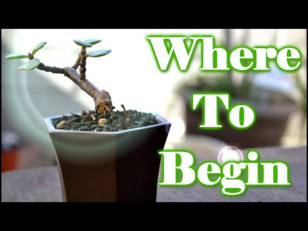 cultivating your Bonsai