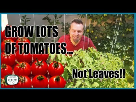 How to Take Care of and Grow your Tomato Plant
