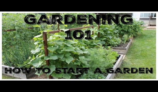 Gardening 101:  How To Start A Garden