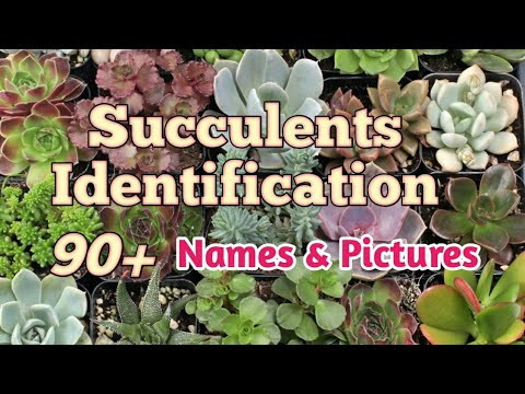 view beautiful succulents in this video