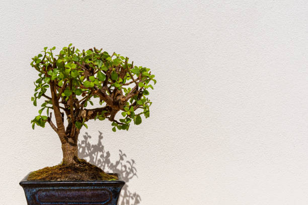 A Jade Bonsai tree (Crassula Ovata) in a white wall