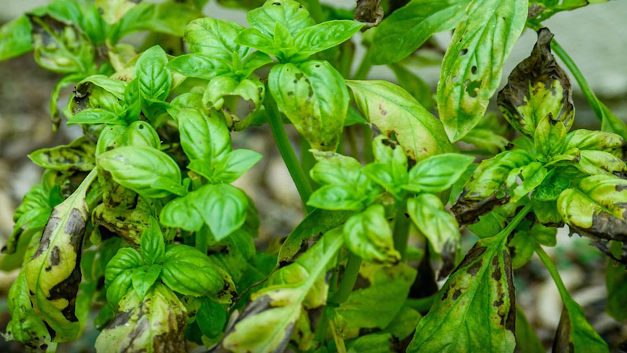 Yellowing Leaves on Basil – Why? What to Do?