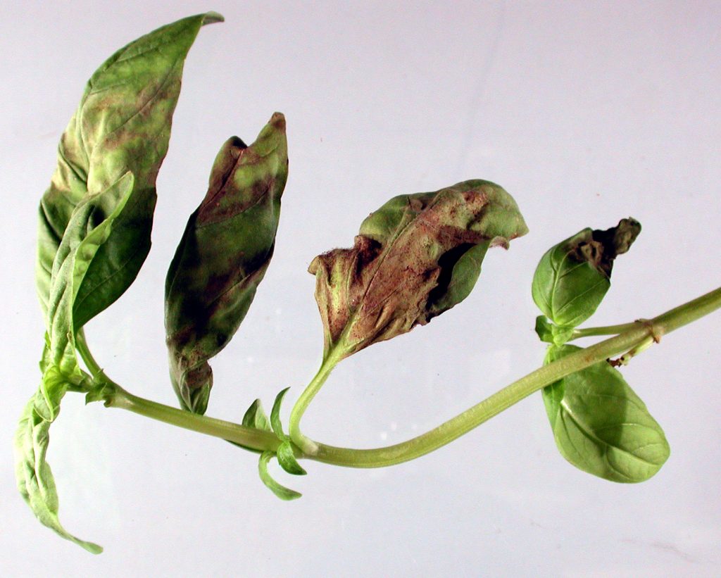 Yellowing Leaves on Basil – Why? What to Do?