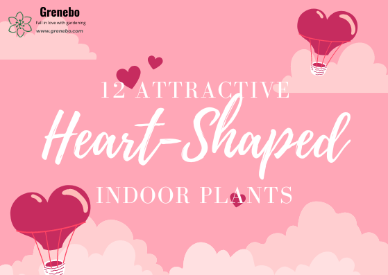 12 Attractive Heart-Shaped Plants to Add Romance to Your Indoor