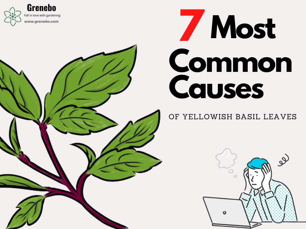 Yellowing Leaves on Basil – 7 Causes You Should Know