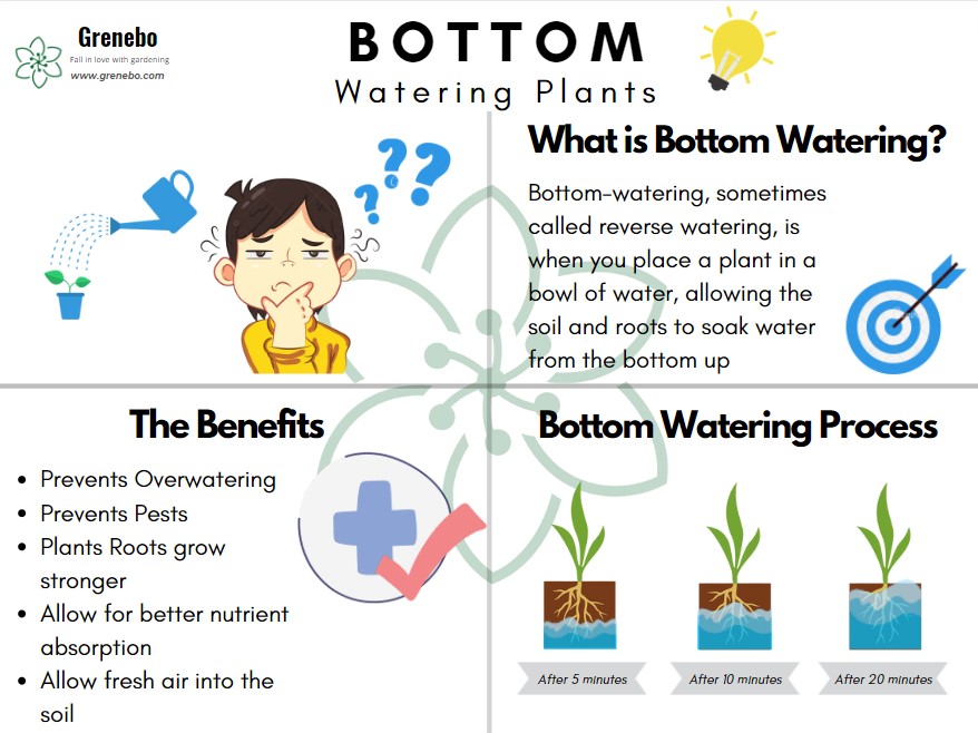 The Benefits of Bottom Watering Plants