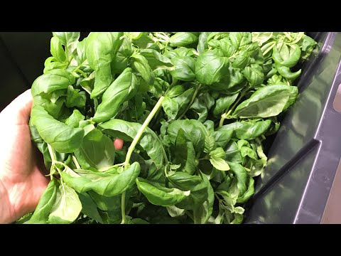 Since you made it this far, come and take a look at the video below about Basil Care Guide - Pruning, Pests, and Disease. 