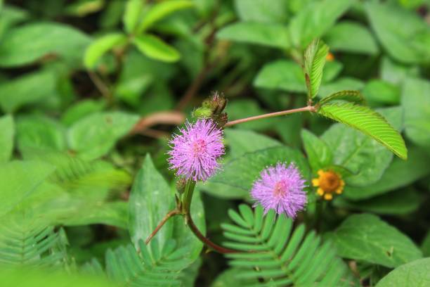 HOW TO GROW MIMOSA PUDICA?