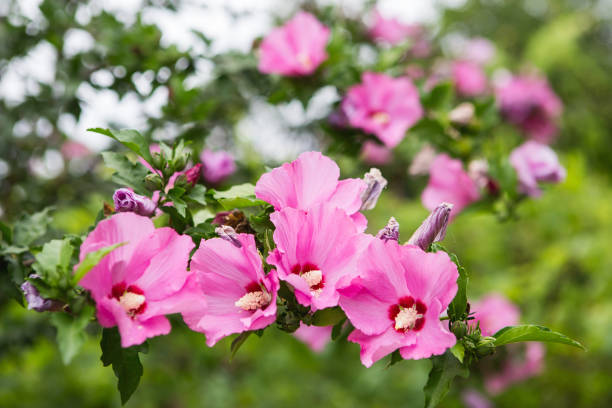 WHEN TO PRUNE A HIBISCUS: EVERYTHING YOU NEED TO KNOW