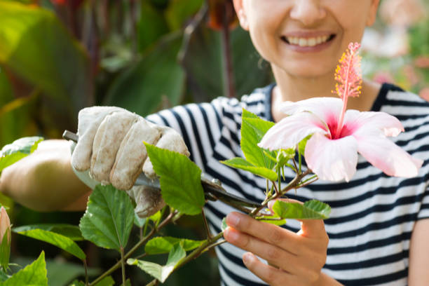 WHEN TO PRUNE A HIBISCUS: EVERYTHING YOU NEED TO KNOW