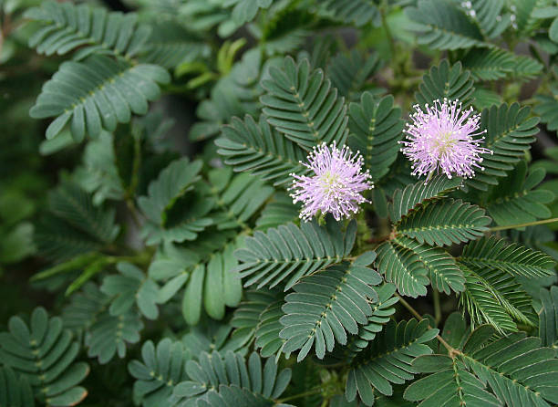 What is Mimosa Pudica?