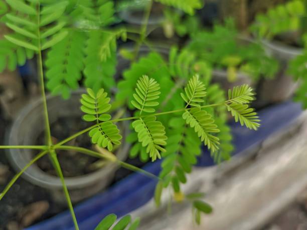 HOW TO GROW MIMOSA PUDICA?