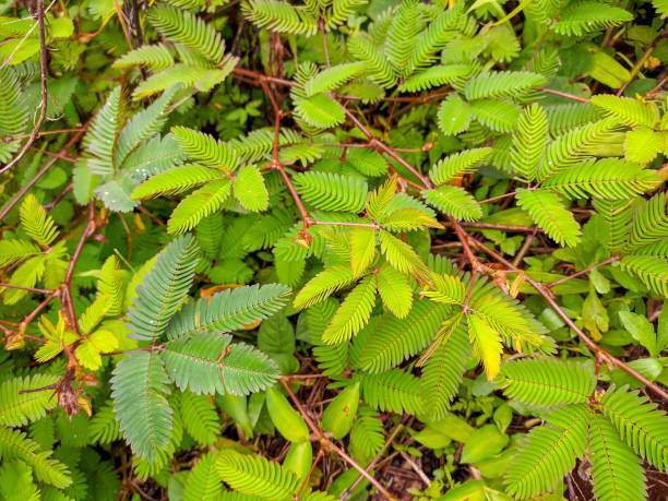 MIMOSA PUDICA: WHAT ARE THEY, AND WHAT CAN THEY DO FOR YOU?