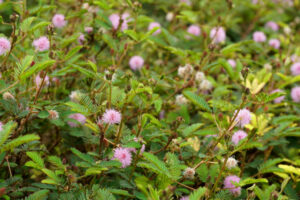 HOW TO GROW AND CARE FOR MIMOSA PUDICA?