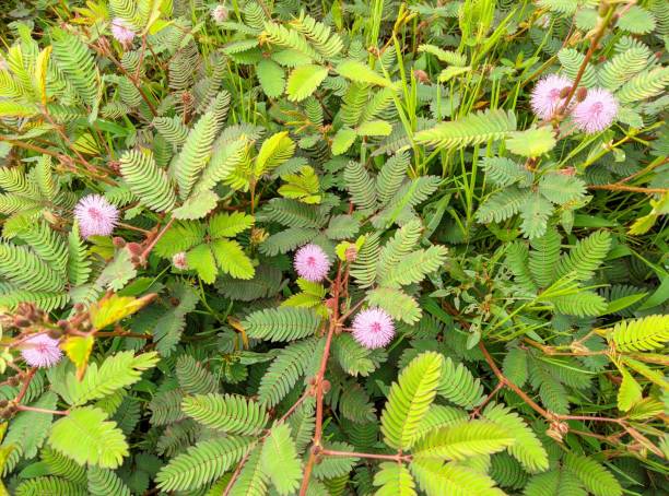 Why is Mimosa pudica good for the skin?