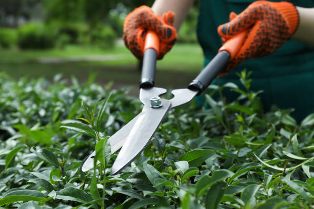 You Can Use Hedge Shears For A Quick Cutback Or Garden Loppers For A More Thorough Job.